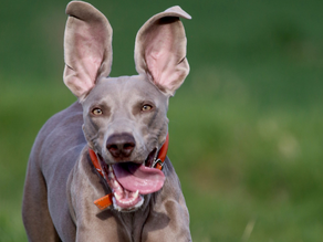 Teaching Your Dog To Come: A Series