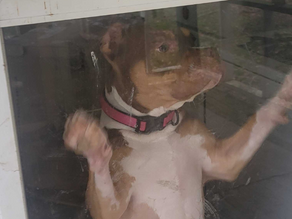 A Guide to Desensitization for Your Dog