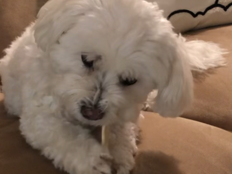 Understanding the Puppy Chew Phase