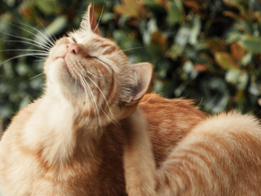 Why Fleas Can Make Your Pet So Itchy