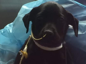 What is Parvo in Dogs?