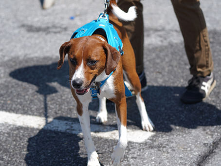 What To Do When Your Dog Pulls on the Leash