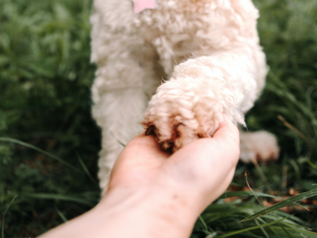 What is Positive Reinforcement Dog Training?