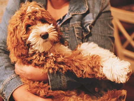 New Puppy Parents: 3 Tips For Success