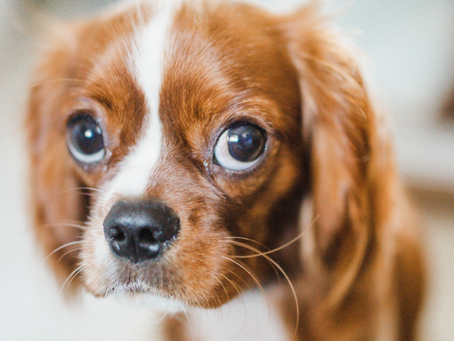 Puppy Training: Teaching a Puppy to Use Puppy Pads