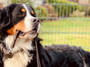 Puppy Training: How to Walk on Leash