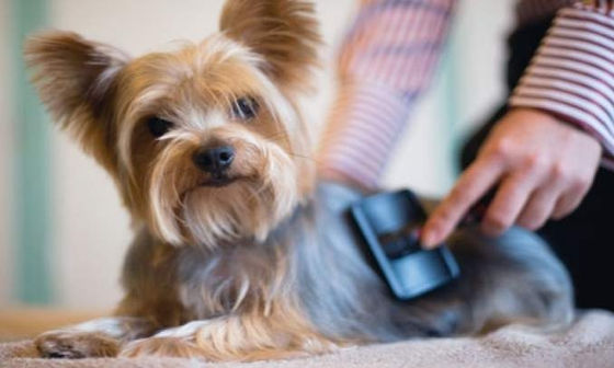 Como evitar a perda de cabelo do seu cão