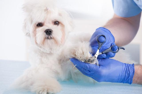 Por que devo cortar as unhas do meu cachorro?