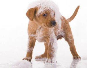 Posso usar shampoo de gente para dar banho no meu cachorro?
