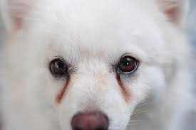 Porque Limpar os Olhos de Seu Cão?