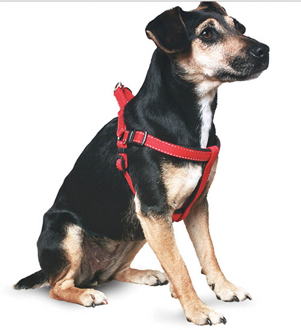 Thumbnail: Miro & Makauri -  Premium Padded Dog Harness
