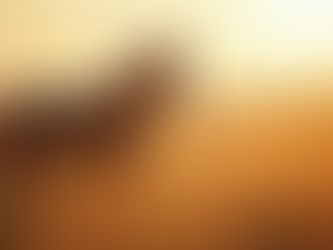 Top Methods for Coaching with Horses