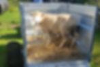 Thumbnail: High Side Sheep Trailer with a  sheep