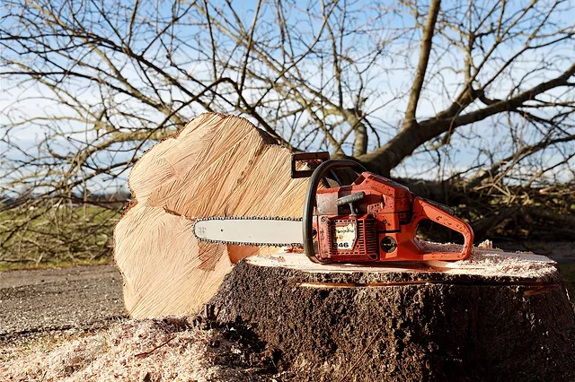 Tree Service Albany Ga Jk Tree Service Pros