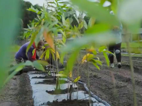 Bamboo vs. Other Crops: Why is Bamboo the High-Value, Highly Versatile & Sustainable Crop?