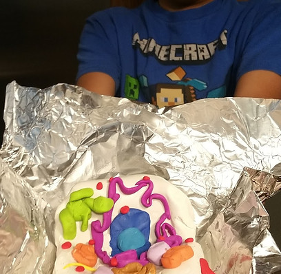 Making animal cells (8).jpg