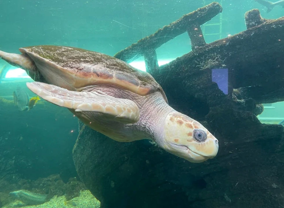 Oceanariums, Days out in Dorset, Dorset Days Out, Things to do in Dorset, Jurassic Coast Adventures, Tourist Information Dorset, Itinerary Planners.