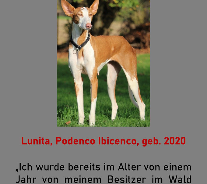 Galgo-Marsch; Galgomarsch; Münchner Galgomarsch; Galgomarsch München, Galgo; Galgo espanol; Tierschutz, Spanien, Windhund; Podenco; Bodeguero; Spanische Windhunde; Jagdhunde; Galgo Hilfe; 