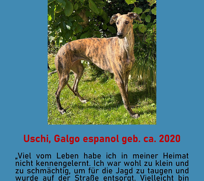 Galgo-Marsch; Galgomarsch; Münchner Galgomarsch; Galgomarsch München, Galgo; Galgo espanol; Tierschutz, Spanien, Windhund; Podenco; Bodeguero; Spanische Windhunde; Jagdhunde; Galgo Hilfe; 