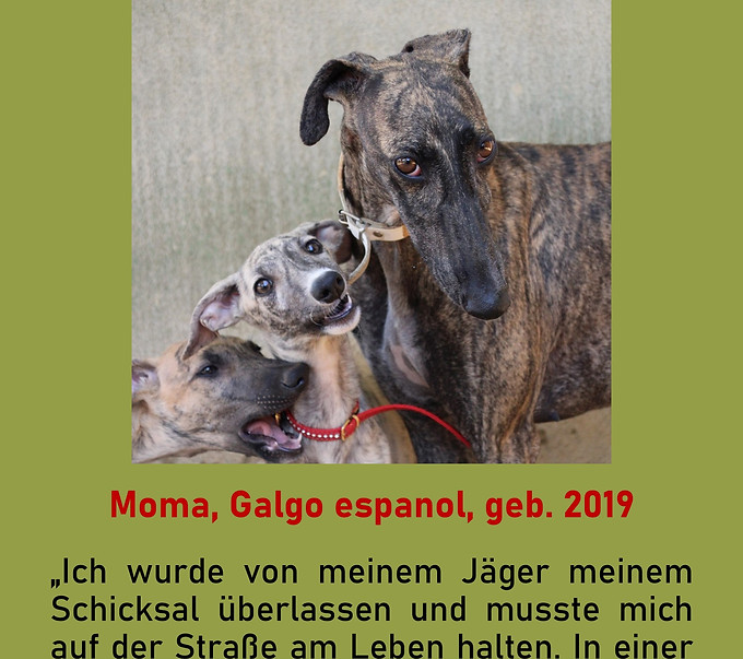 Galgo-Marsch; Galgomarsch; Münchner Galgomarsch; Galgomarsch München, Galgo; Galgo espanol; Tierschutz, Spanien, Windhund; Podenco; Bodeguero; Spanische Windhunde; Jagdhunde; Galgo Hilfe; 