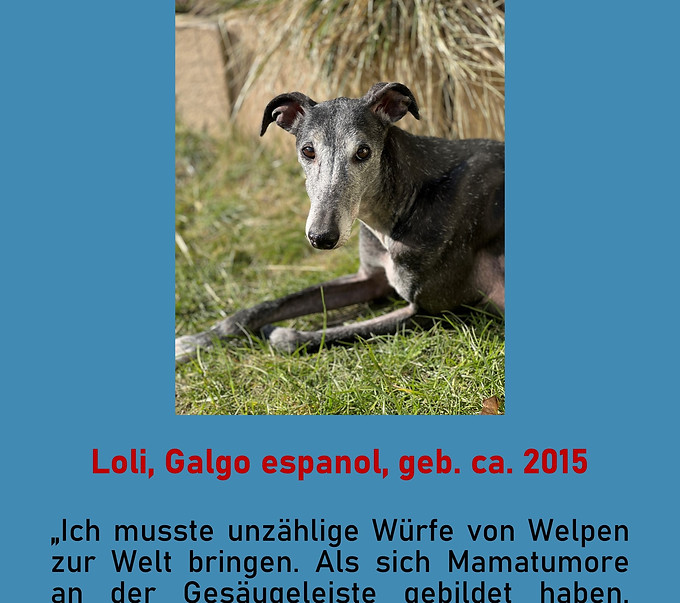 Galgo-Marsch; Galgomarsch; Münchner Galgomarsch; Galgomarsch München, Galgo; Galgo espanol; Tierschutz, Spanien, Windhund; Podenco; Bodeguero; Spanische Windhunde; Jagdhunde; Galgo Hilfe; 