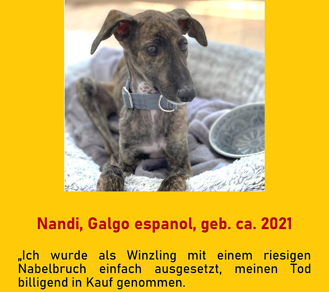 Galgo-Marsch; Galgomarsch; Münchner Galgomarsch; Galgomarsch München, Galgo; Galgo espanol; Tierschutz, Spanien, Windhund; Podenco; Bodeguero; Spanische Windhunde; Jagdhunde; Galgo Hilfe; 