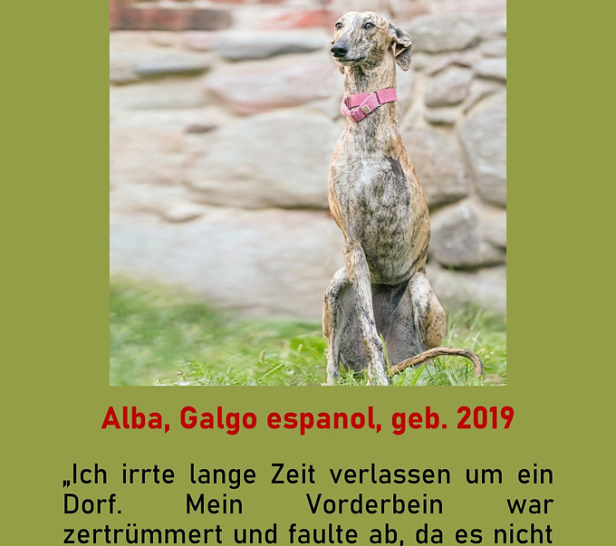 Galgo-Marsch; Galgomarsch; Münchner Galgomarsch; Galgomarsch München, Galgo; Galgo espanol; Tierschutz, Spanien, Windhund; Podenco; Bodeguero; Spanische Windhunde; Jagdhunde; Galgo Hilfe; 