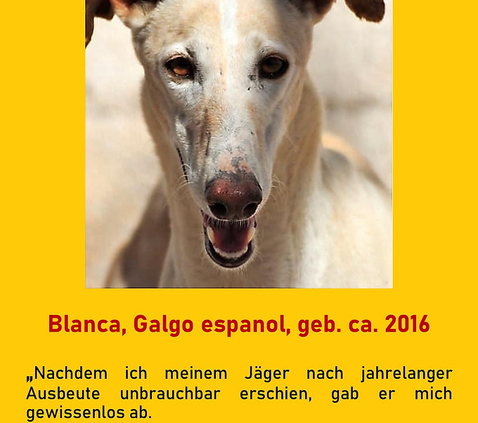 Galgo-Marsch; Galgomarsch; Münchner Galgomarsch; Galgomarsch München, Galgo; Galgo espanol; Tierschutz, Spanien, Windhund; Podenco; Bodeguero; Spanische Windhunde; Jagdhunde; Galgo Hilfe; 