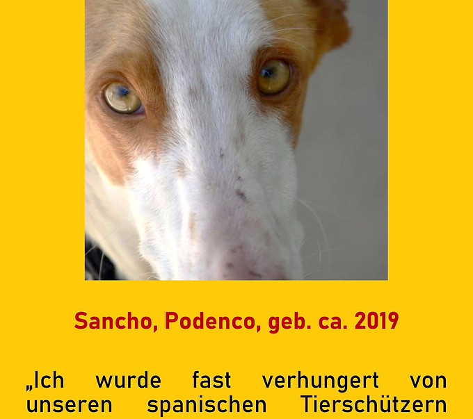 Galgo-Marsch; Galgomarsch; Münchner Galgomarsch; Galgomarsch München, Galgo; Galgo espanol; Tierschutz, Spanien, Windhund; Podenco; Bodeguero; Spanische Windhunde; Jagdhunde; Galgo Hilfe; 