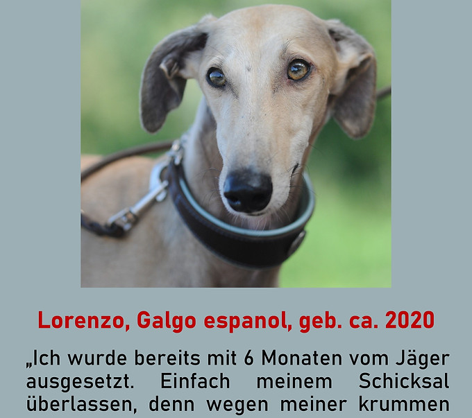 Galgo-Marsch; Galgomarsch; Münchner Galgomarsch; Galgomarsch München, Galgo; Galgo espanol; Tierschutz, Spanien, Windhund; Podenco; Bodeguero; Spanische Windhunde; Jagdhunde; Galgo Hilfe; 
