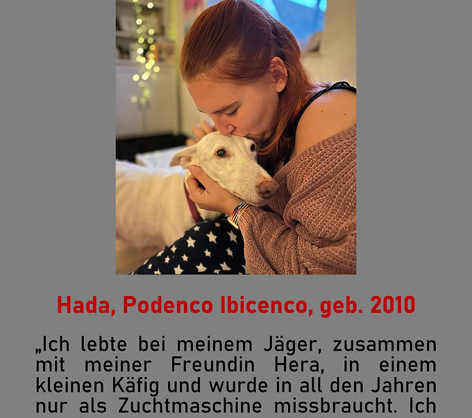 Galgo-Marsch; Galgomarsch; Münchner Galgomarsch; Galgomarsch München, Galgo; Galgo espanol; Tierschutz, Spanien, Windhund; Podenco; Bodeguero; Spanische Windhunde; Jagdhunde; Galgo Hilfe; 