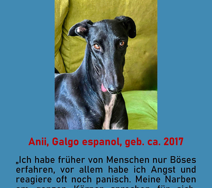 Galgo-Marsch; Galgomarsch; Münchner Galgomarsch; Galgomarsch München, Galgo; Galgo espanol; Tierschutz, Spanien, Windhund; Podenco; Bodeguero; Spanische Windhunde; Jagdhunde; Galgo Hilfe; 