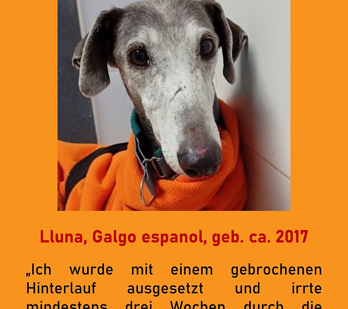 Galgo-Marsch; Galgomarsch; Münchner Galgomarsch; Galgomarsch München, Galgo; Galgo espanol; Tierschutz, Spanien, Windhund; Podenco; Bodeguero; Spanische Windhunde; Jagdhunde; Galgo Hilfe; 