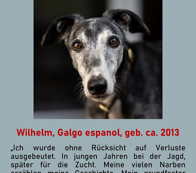 Galgo-Marsch; Galgomarsch; Münchner Galgomarsch; Galgomarsch München, Galgo; Galgo espanol; Tierschutz, Spanien, Windhund; Podenco; Bodeguero; Spanische Windhunde; Jagdhunde; Galgo Hilfe; 