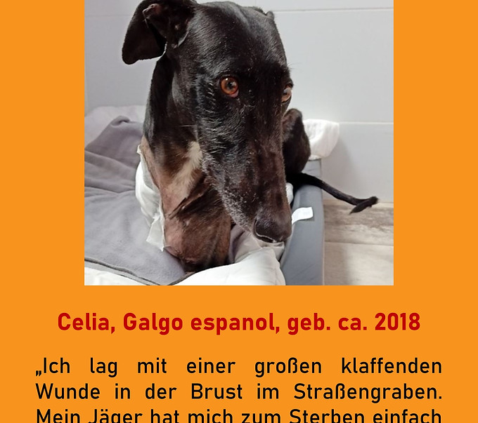 Galgo-Marsch; Galgomarsch; Münchner Galgomarsch; Galgomarsch München, Galgo; Galgo espanol; Tierschutz, Spanien, Windhund; Podenco; Bodeguero; Spanische Windhunde; Jagdhunde; Galgo Hilfe; 