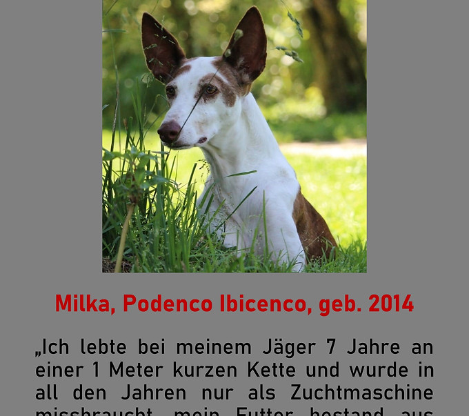 Galgo-Marsch; Galgomarsch; Münchner Galgomarsch; Galgomarsch München, Galgo; Galgo espanol; Tierschutz, Spanien, Windhund; Podenco; Bodeguero; Spanische Windhunde; Jagdhunde; Galgo Hilfe; 