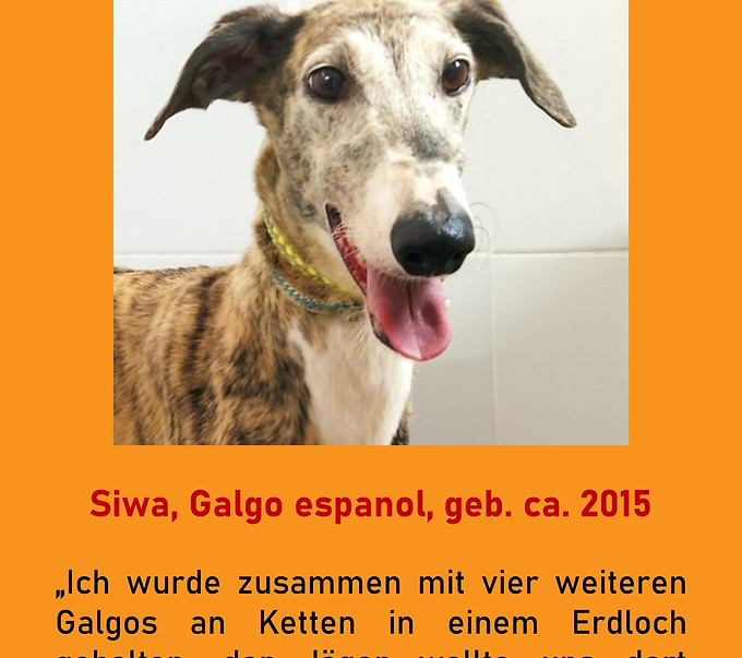 Galgo-Marsch; Galgomarsch; Münchner Galgomarsch; Galgomarsch München, Galgo; Galgo espanol; Tierschutz, Spanien, Windhund; Podenco; Bodeguero; Spanische Windhunde; Jagdhunde; Galgo Hilfe; 