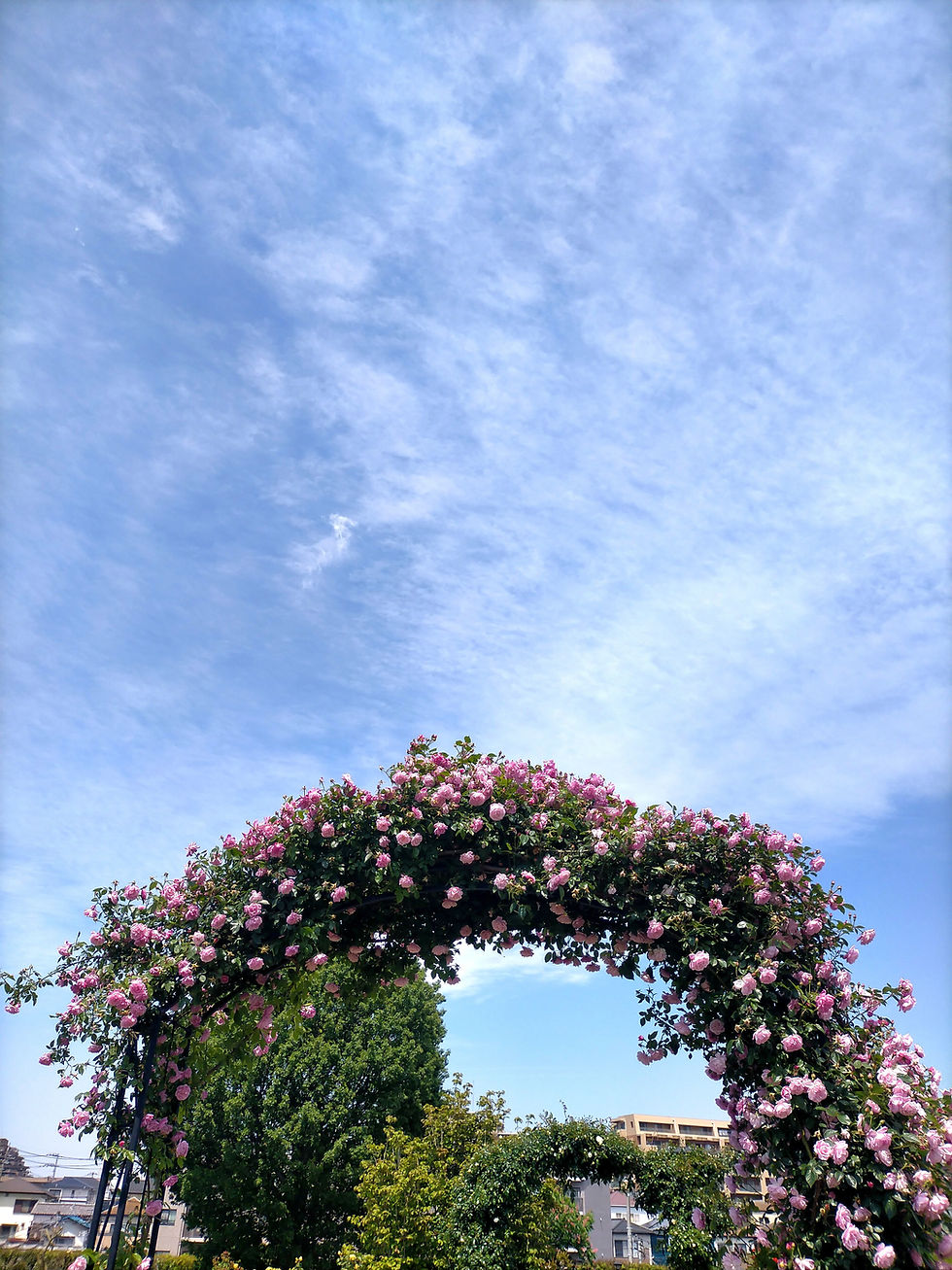 🌹薔薇が見頃です🌹