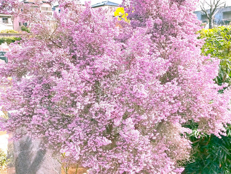 本日も快晴なり🌸