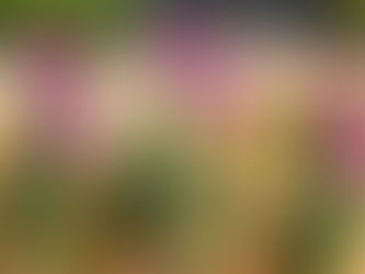 🌹GW期間中は休まず営業しております🌹