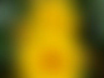 薔薇🌹の開花状況は♪