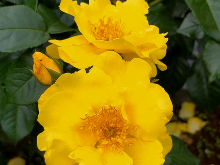 薔薇🌹の開花状況は♪