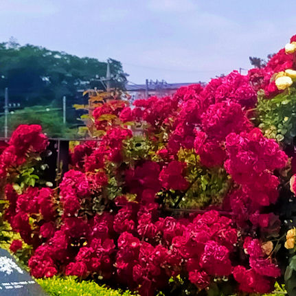 🌹薔薇の開花状況🌹