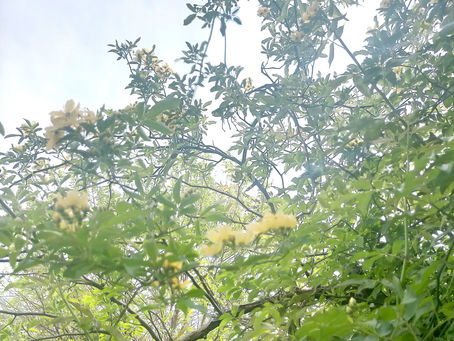暑い日が続いております🌹