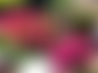 5/18(月)🌹薔薇の開花状況🌹