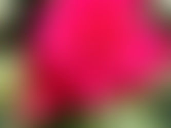 🌹バラの2番花が満開です🌹