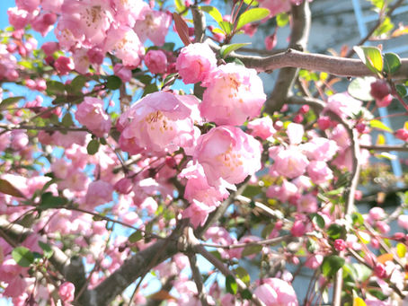 🌷春の暖かさが戻って参りました🌷