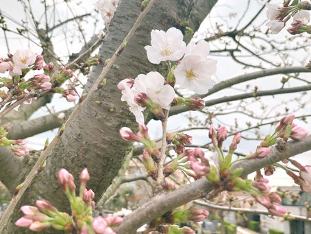 🌸さくら咲き始めました🌸