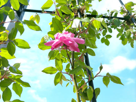 バラが咲きました🌹