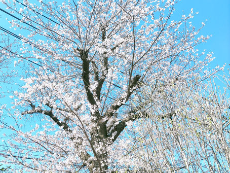 🍡お花見日和です🍡